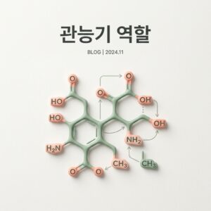 ai thumbnail minimal 관능기 역할 1787655446